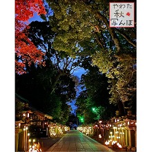 ライトアップされた石清水八幡宮参道の写真